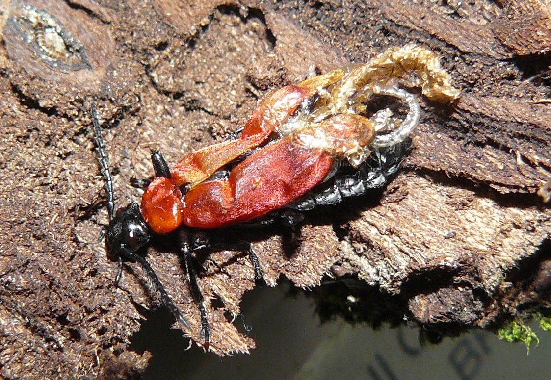 Coleottero  -  Pyrochroa coccinea