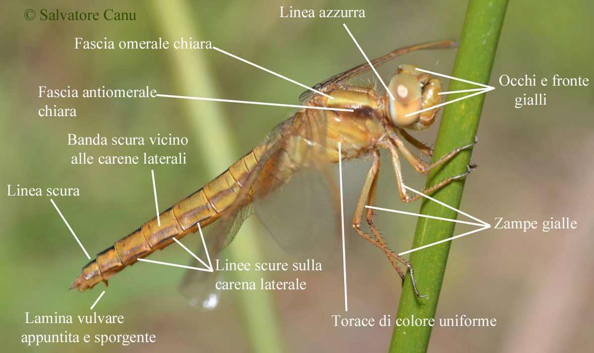 Scheda: Crocothemis erythraea