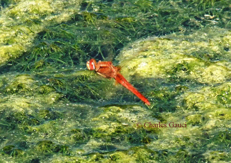 Scheda: Crocothemis erythraea