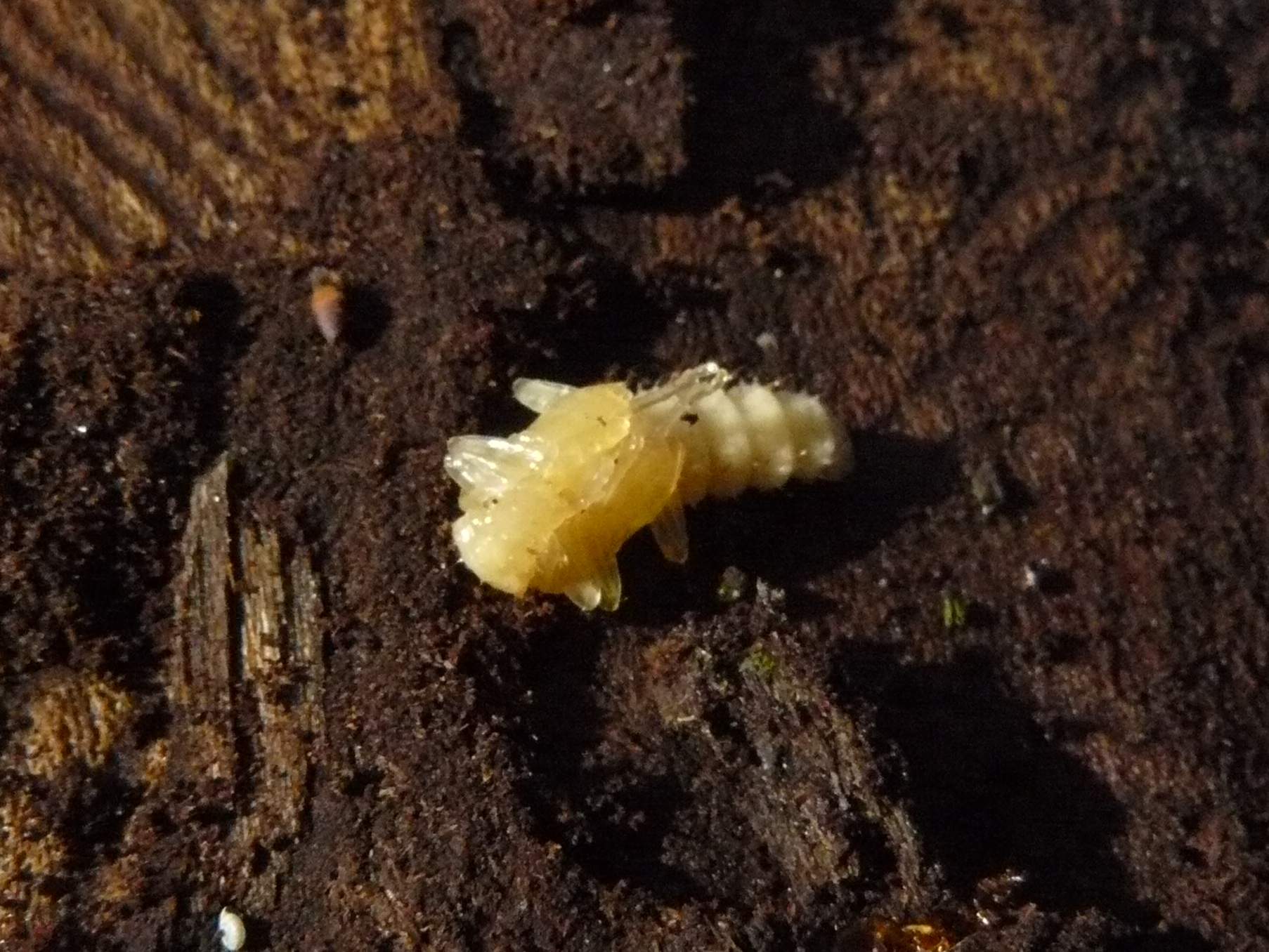 Coleottero  -  Pyrochroa coccinea