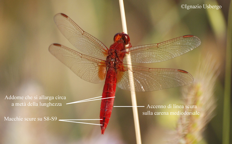 Scheda: Crocothemis erythraea