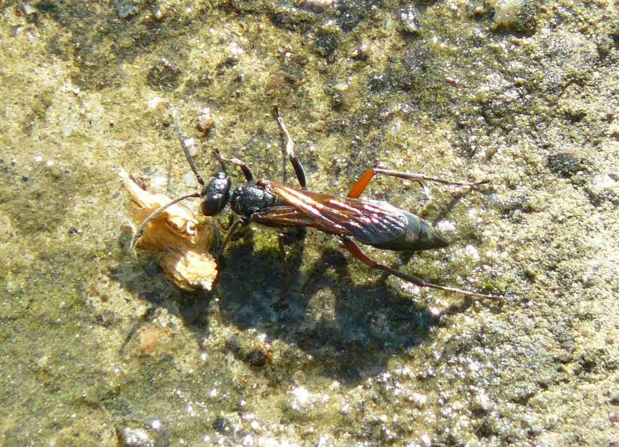 Chalybion (Hemichalybion) femoratum, (Sphecidae)