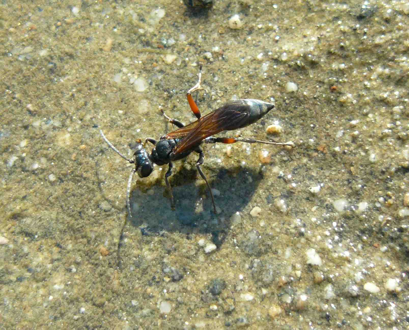 Chalybion (Hemichalybion) femoratum, (Sphecidae)