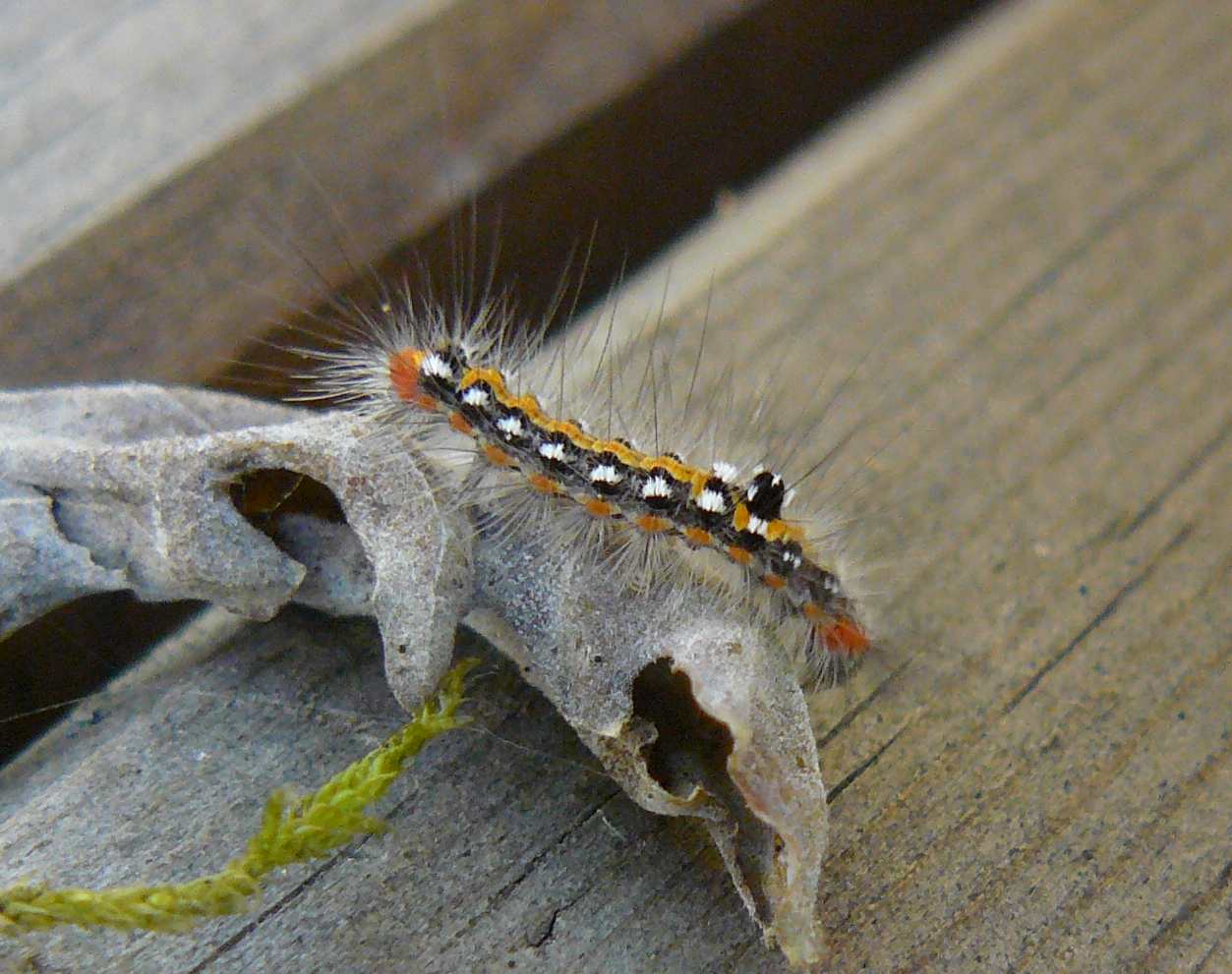 Bruco di Euproctis?