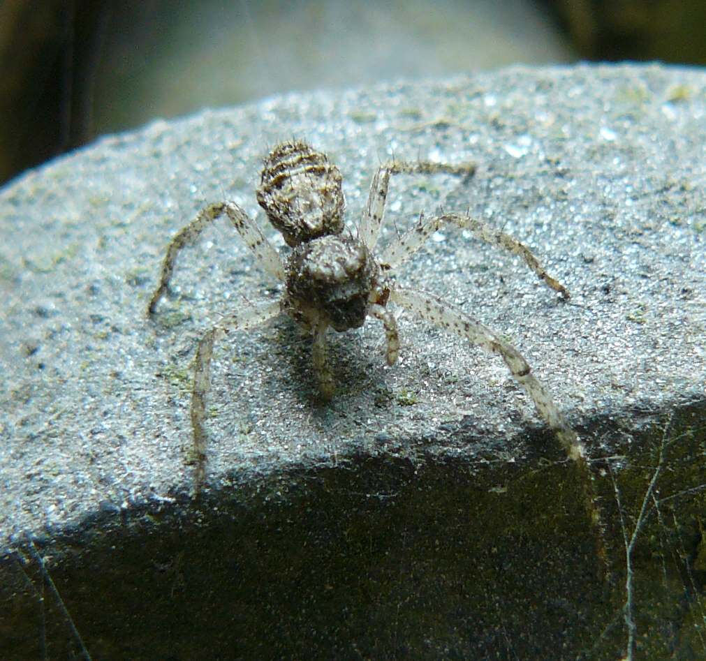Tmarus sp