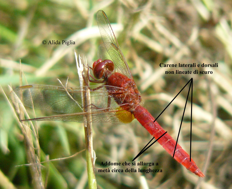 Scheda: Crocothemis erythraea