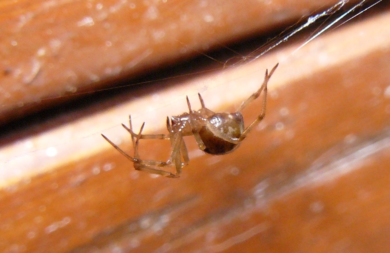 Steatoda triangulosa