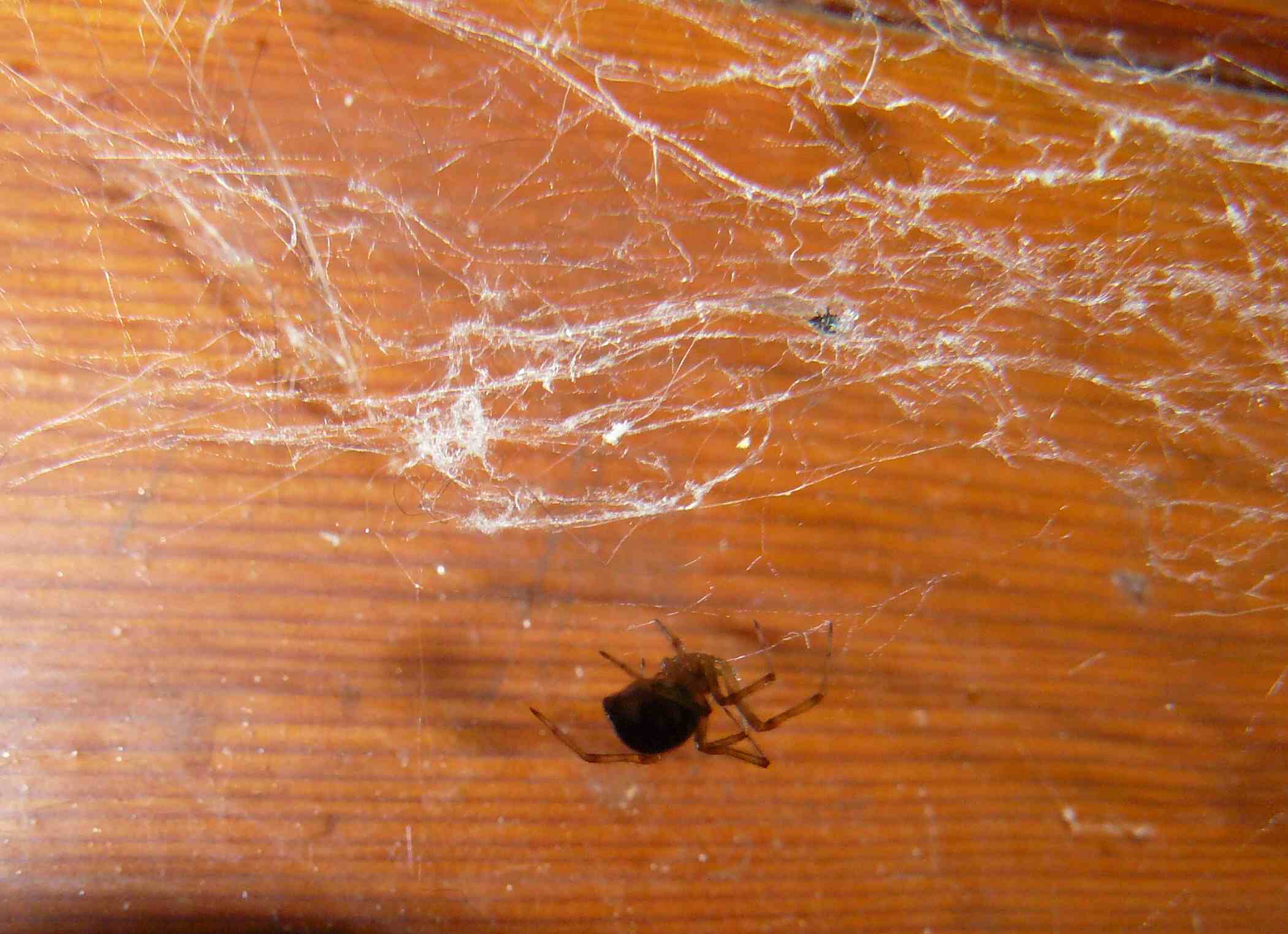 Steatoda triangulosa