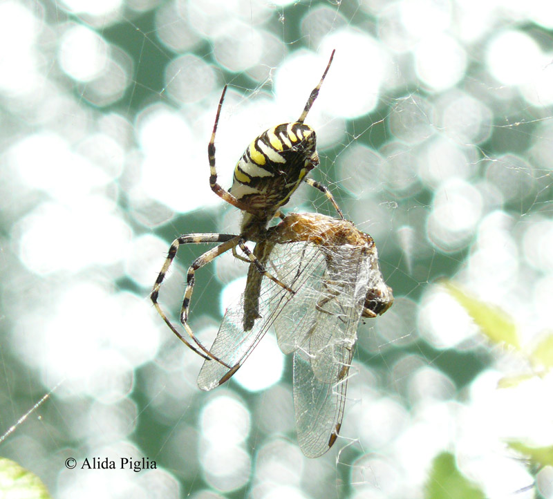 Scheda: Crocothemis erythraea