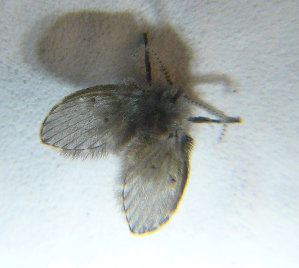 Psychodidae