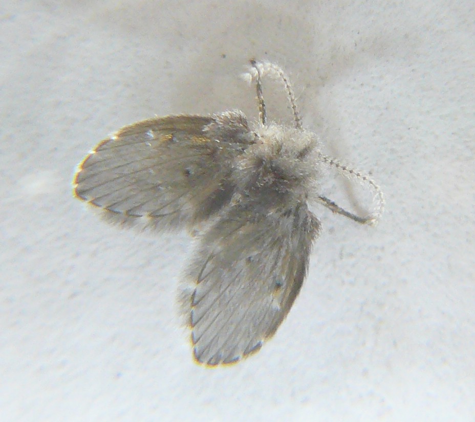 Psychodidae
