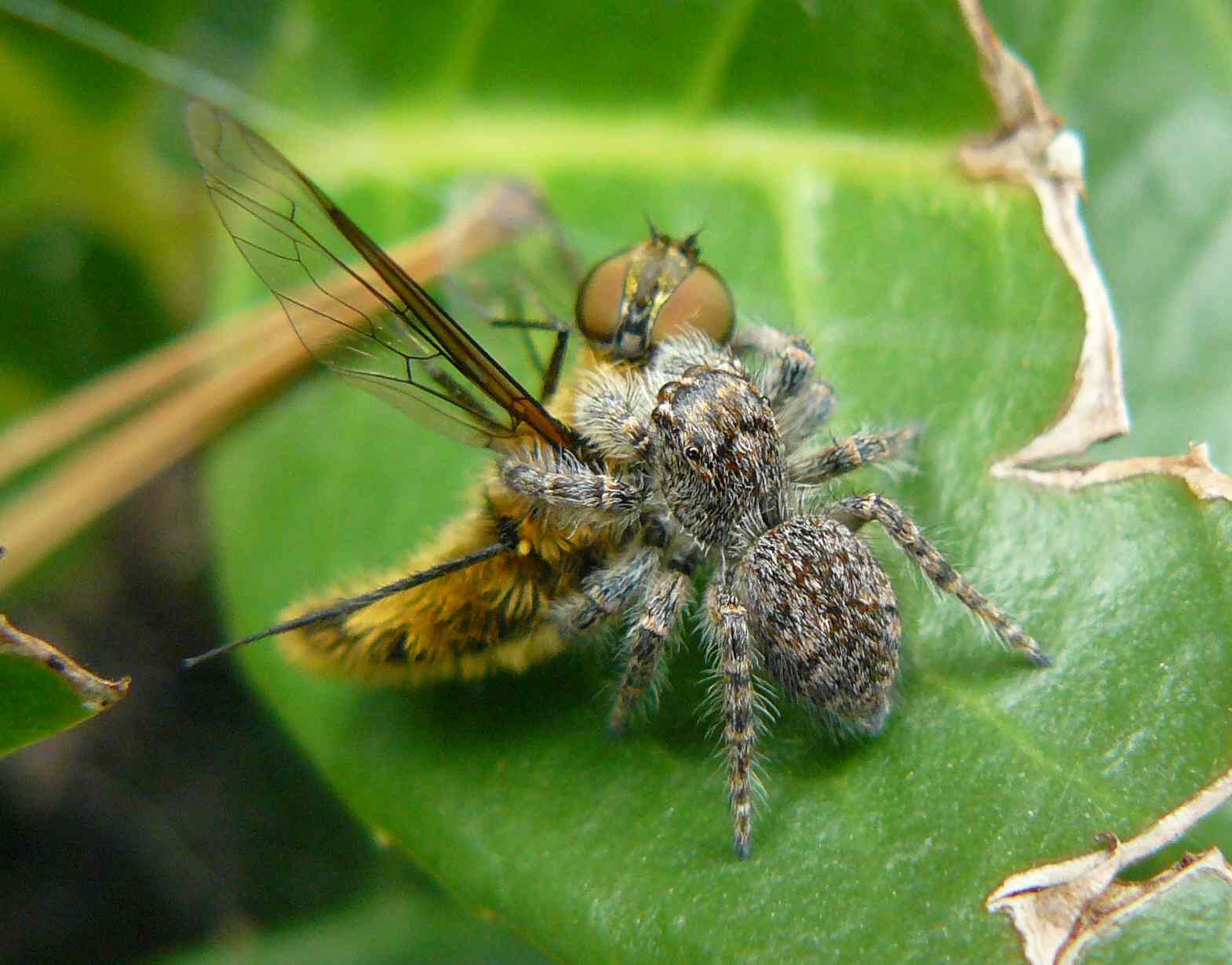 Philaeus chrysops con dittero