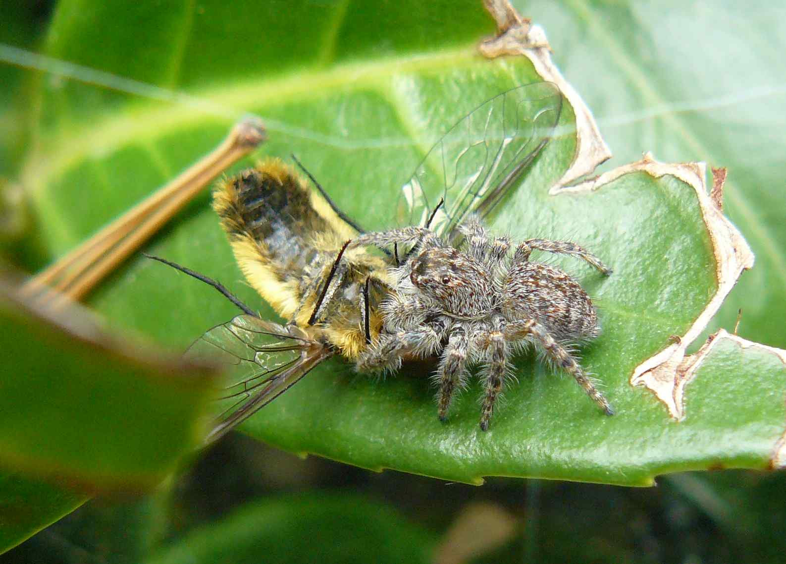 Philaeus chrysops con dittero