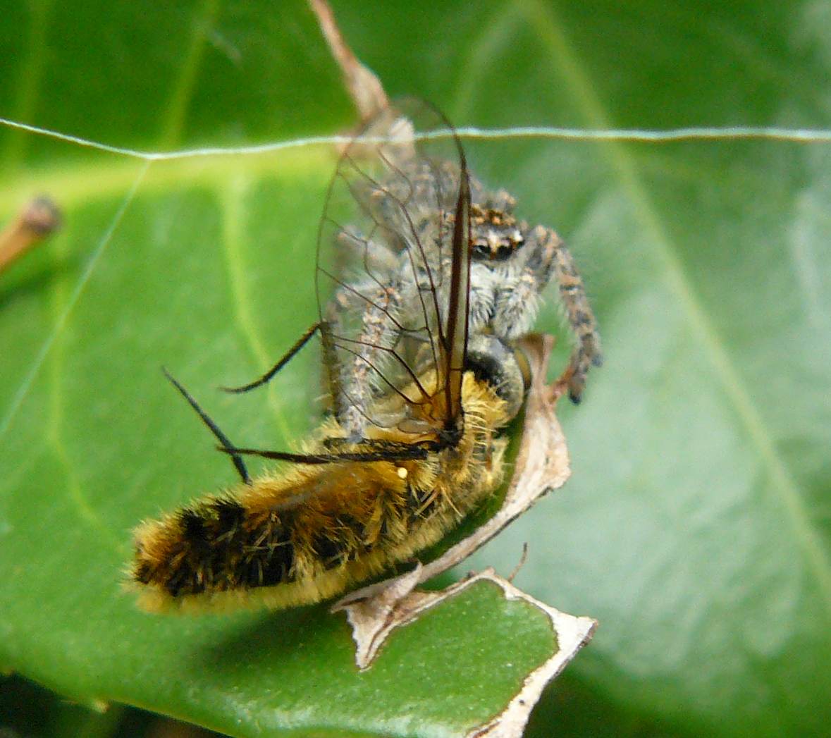 Philaeus chrysops con dittero