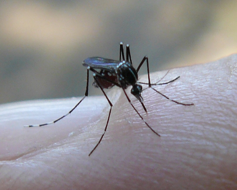 Aedes albopictus femmina of course