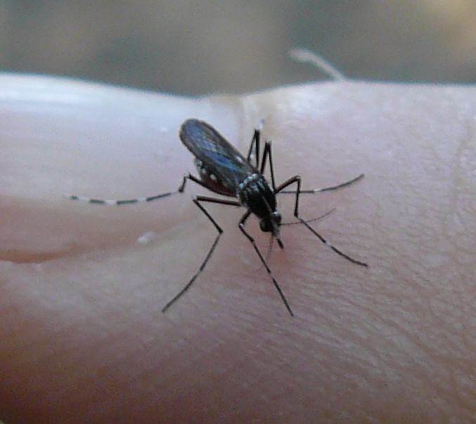 Aedes albopictus femmina of course