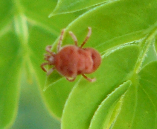 Trombidiidae - Milano