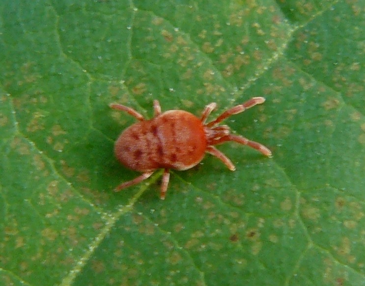 Trombidiidae - Milano
