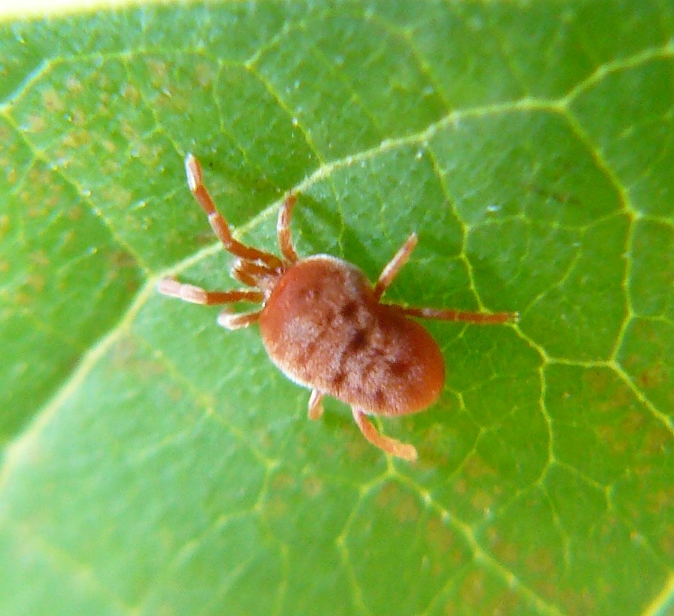 Trombidiidae - Milano