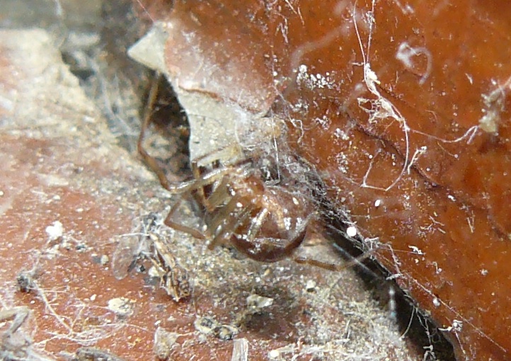 Steatoda triangulosa