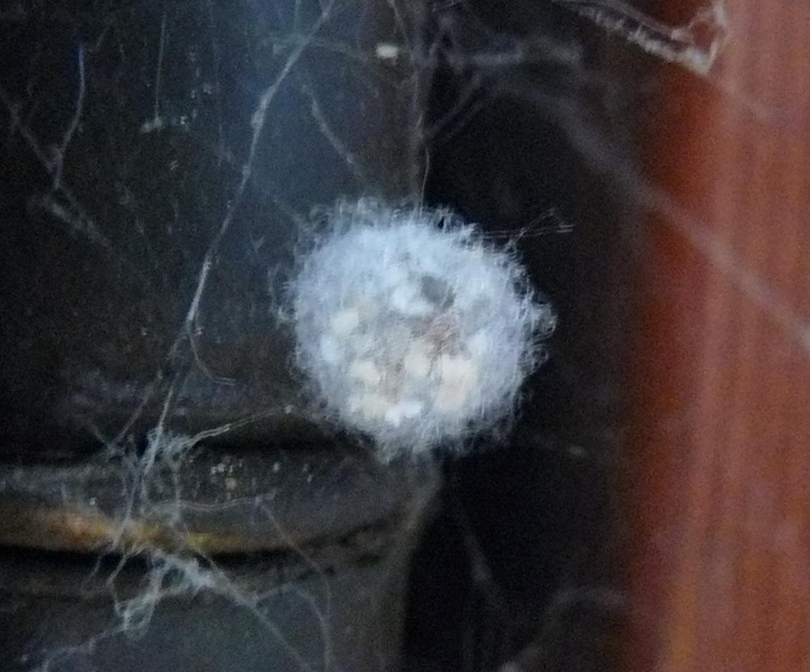 Steatoda triangulosa