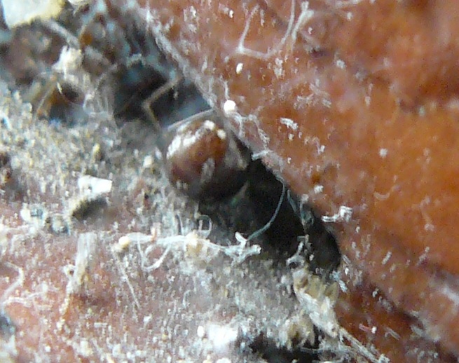 Steatoda triangulosa
