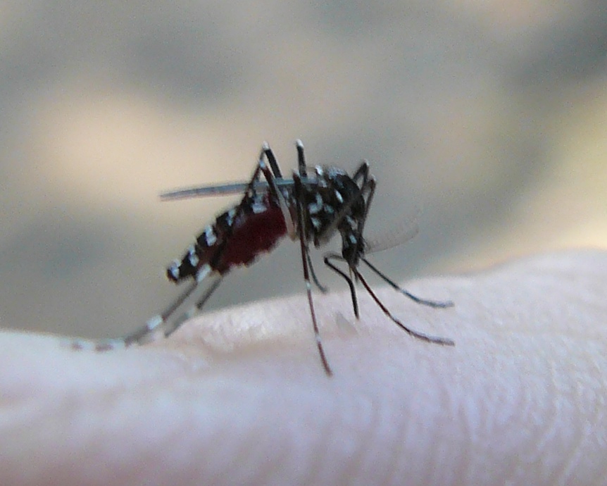 Aedes albopictus femmina of course