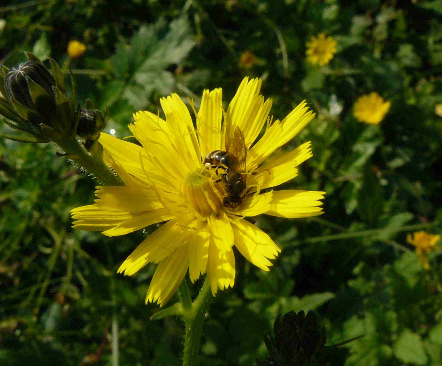 Bosco della Fontana