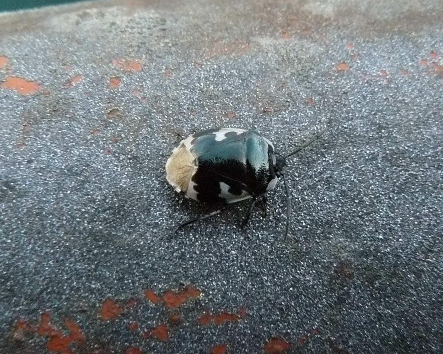 Cydnidae - Tritomegas bicolor - Porto d''Adda (MB)