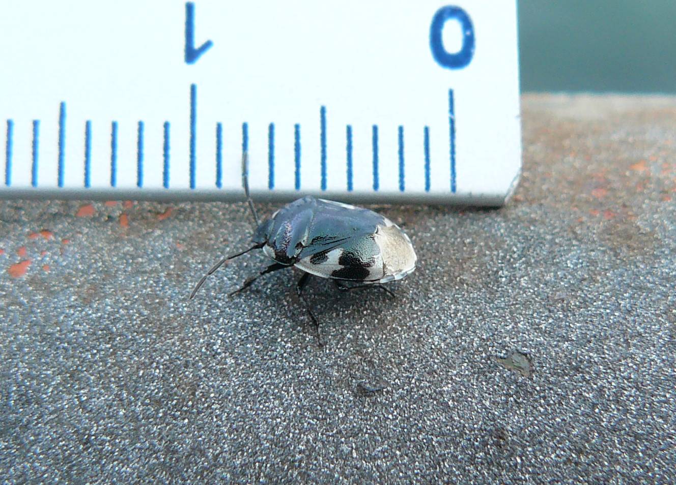 Cydnidae - Tritomegas bicolor - Porto d''Adda (MB)