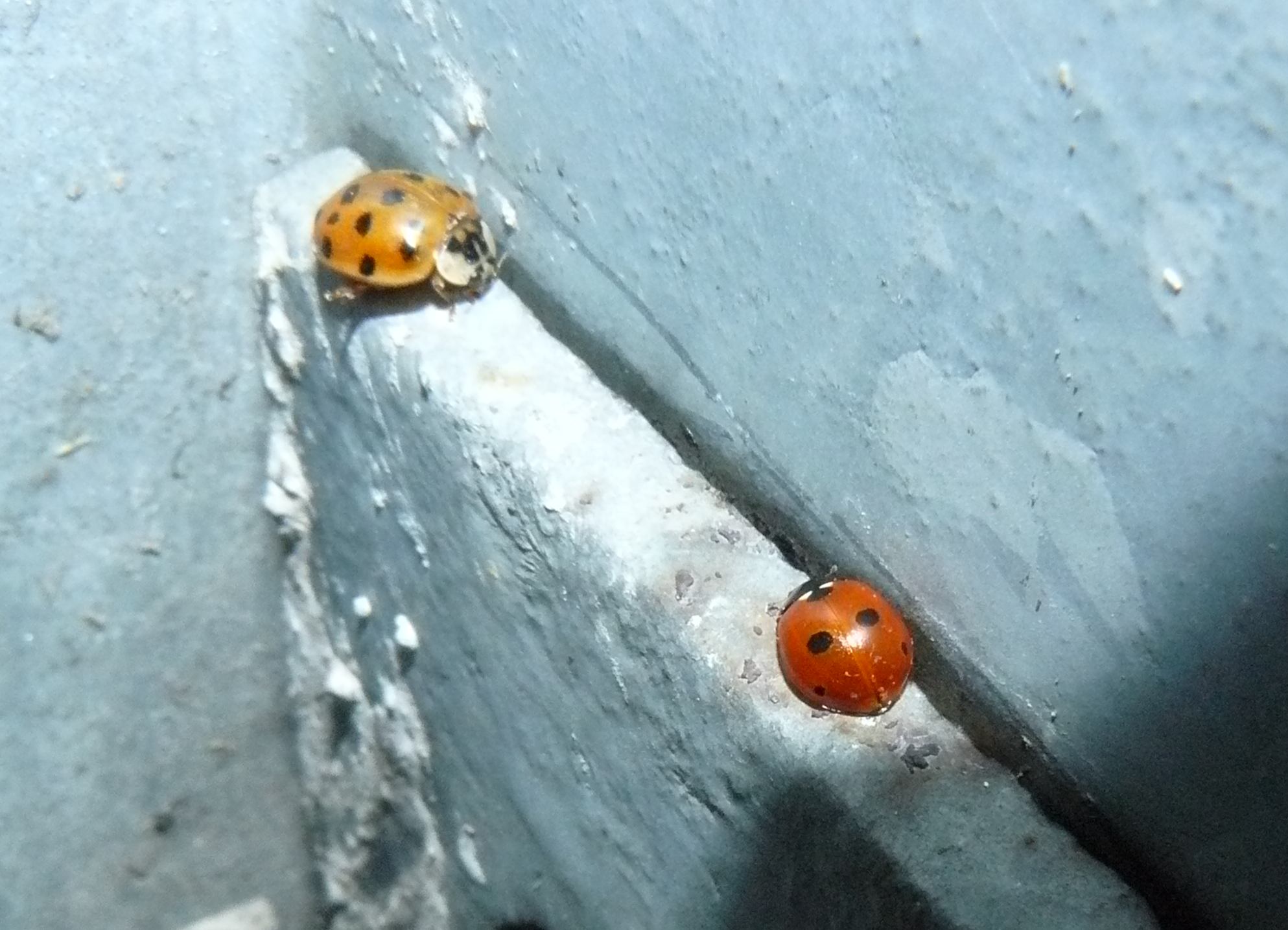 Coccinella quinquepunctata o C. septempunctata?