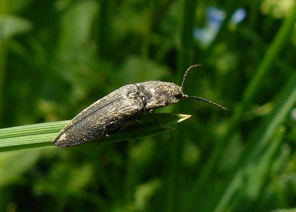 Elateridae cf. Cidnopus