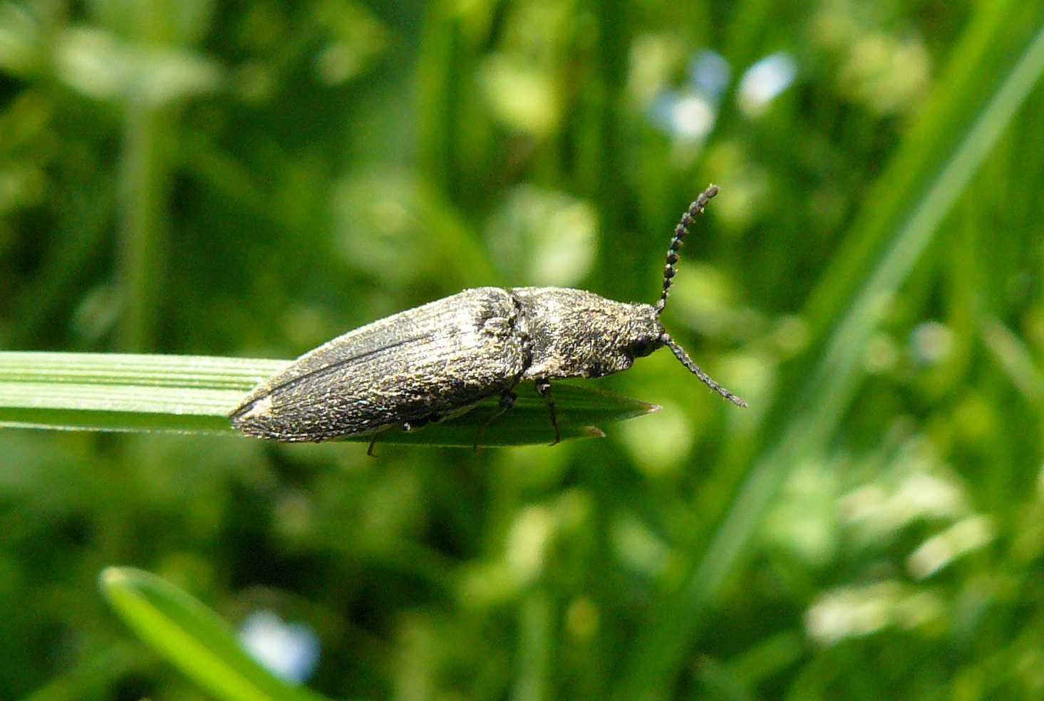 Elateridae cf. Cidnopus