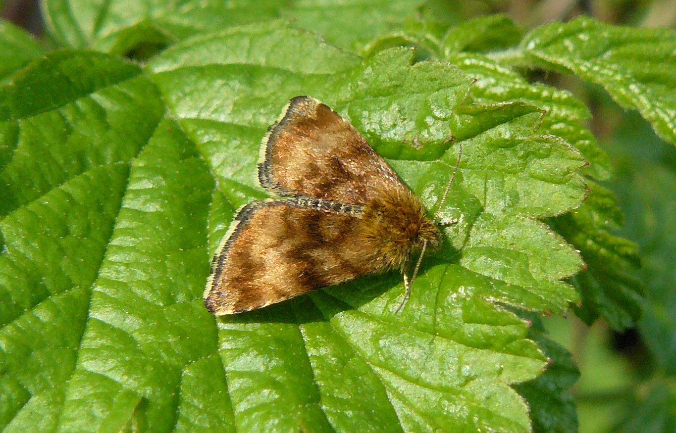 Sconosciuta - Panemeria tenebrata