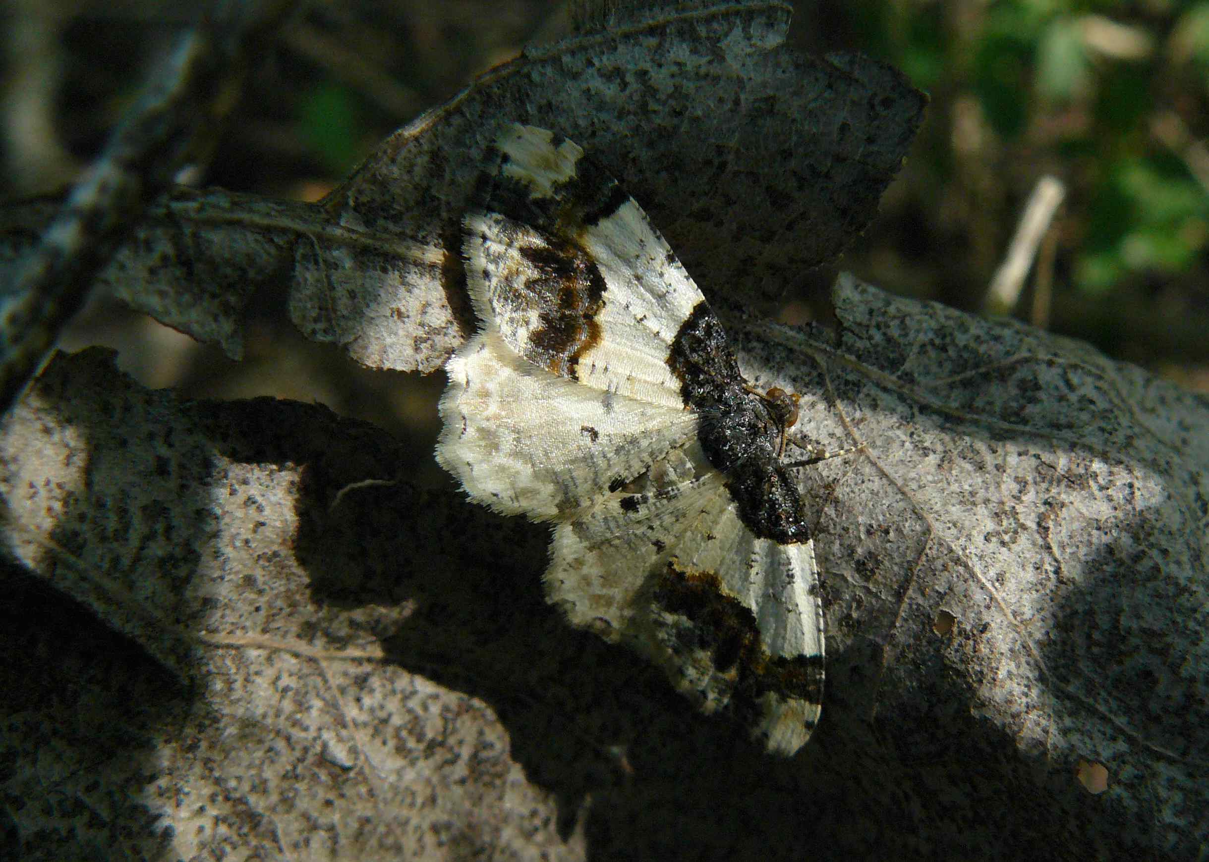 Geometridae