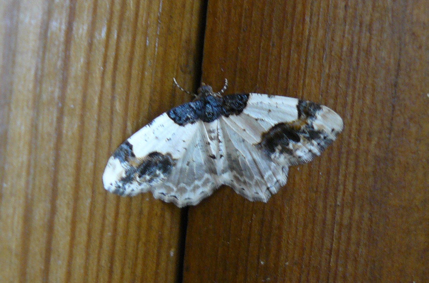 Geometridae