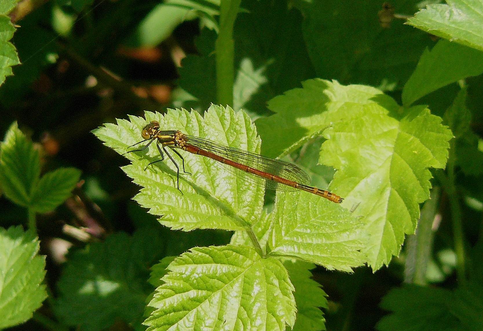 Pyrrhosoma nymphula, maschio immaturo