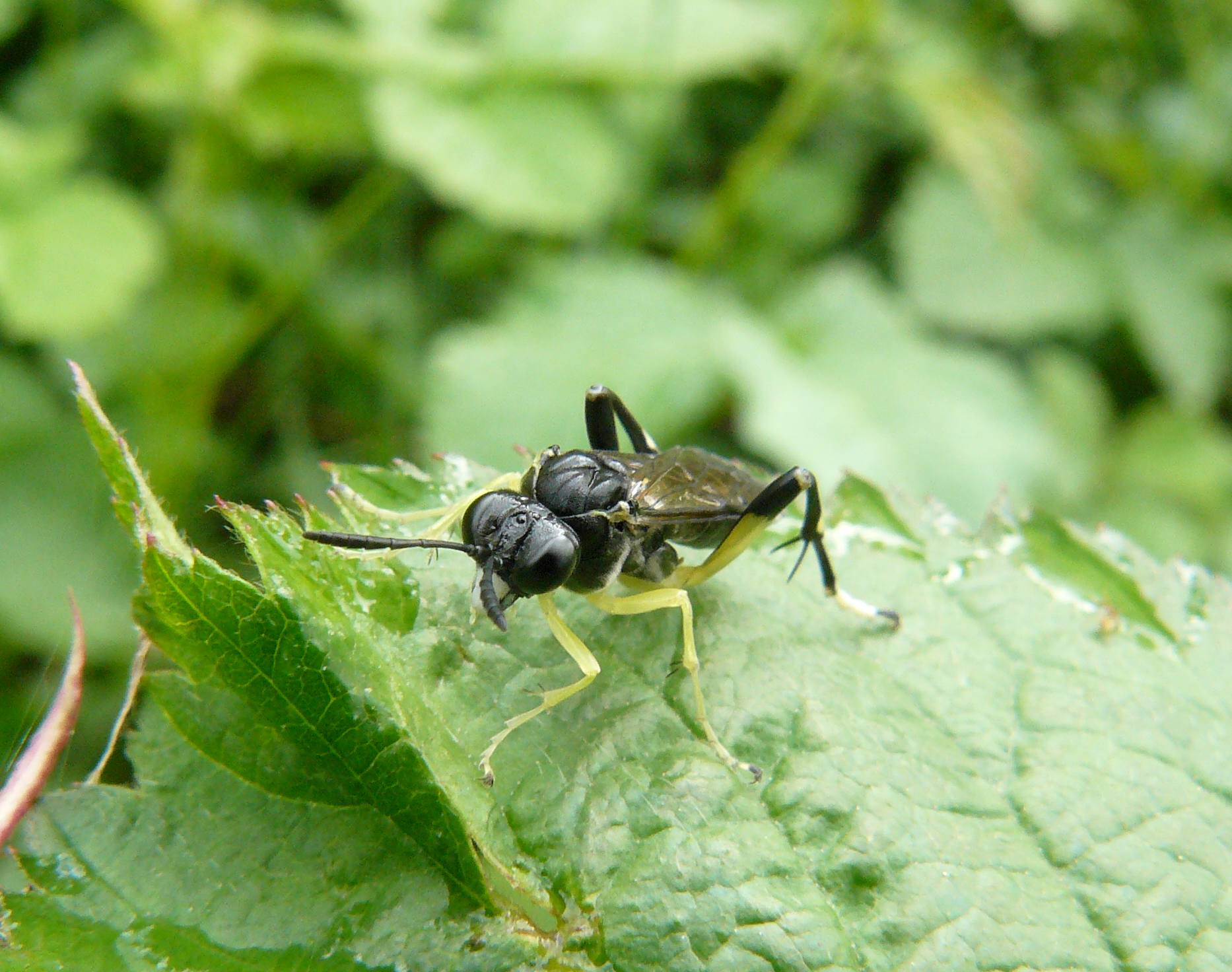 maschio di Macrophya montana (Tenthredinidae) - Turbigo (MI)