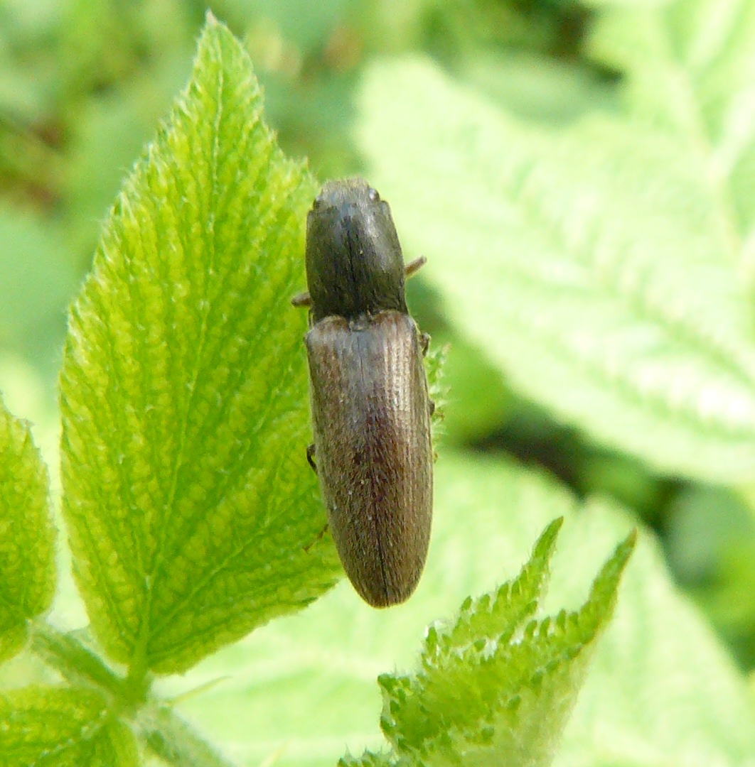 Elateridae - Athous sp. - Parco del Ticino MI