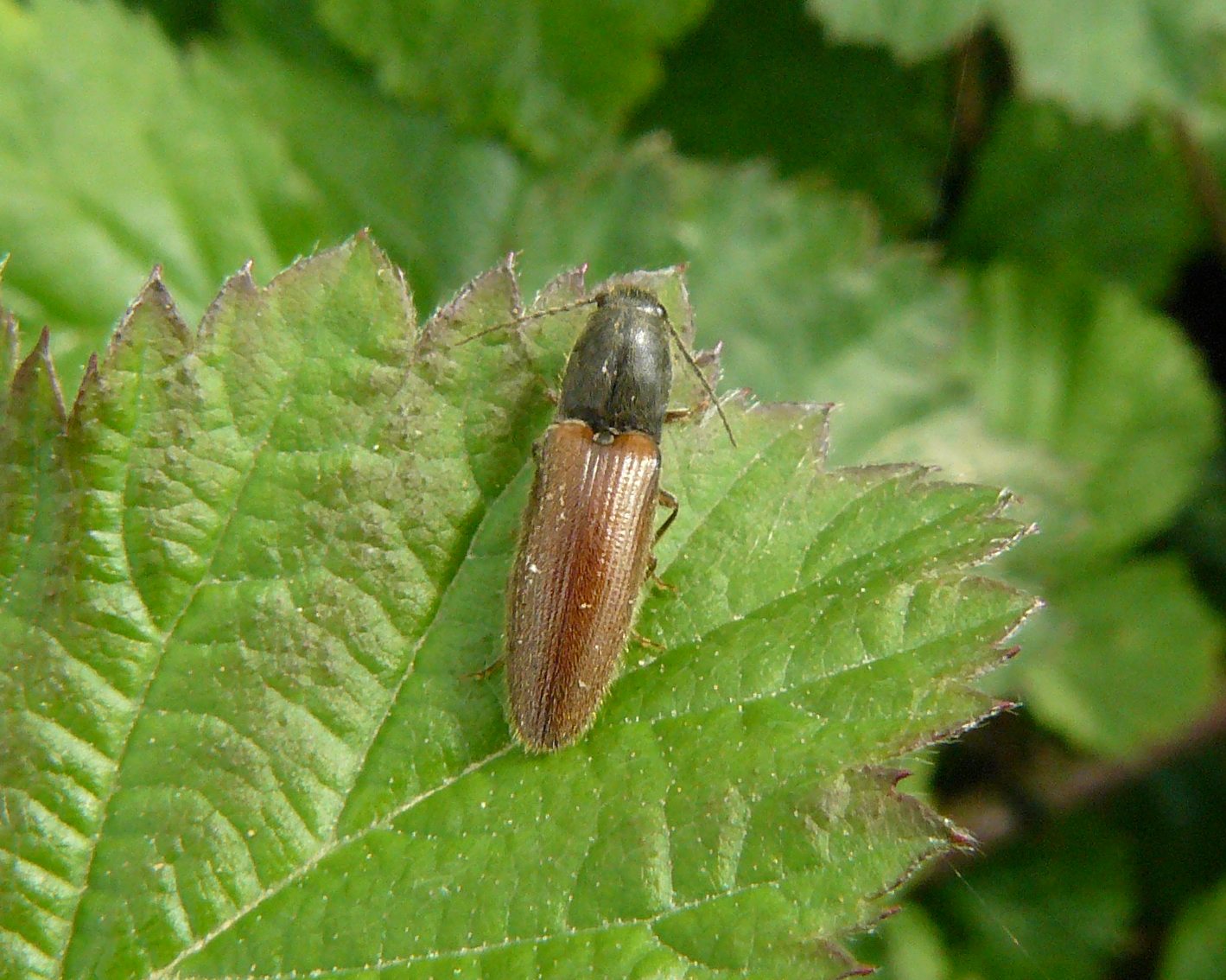 Elateridae - Athous sp. - Parco del Ticino MI