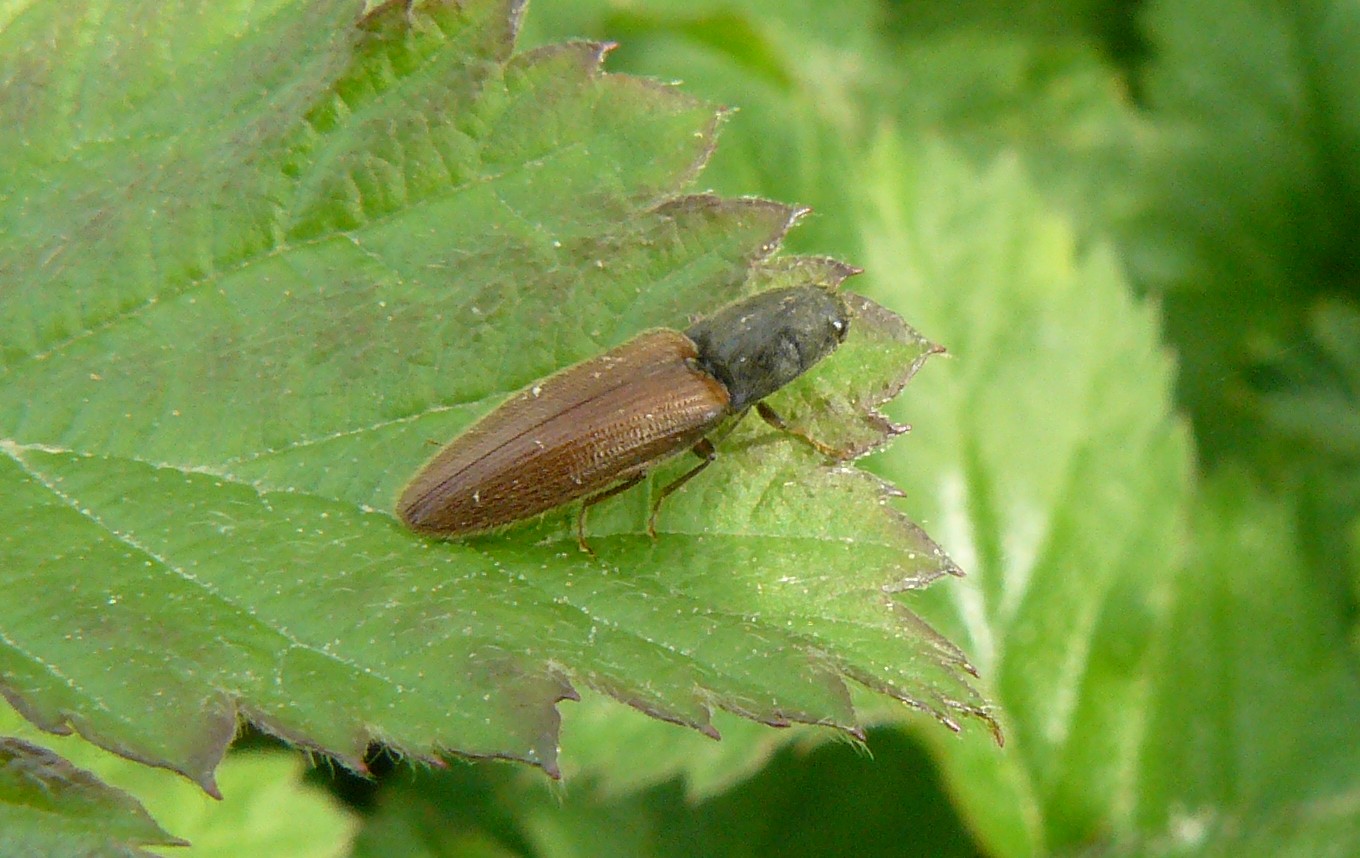 Elateridae - Athous sp. - Parco del Ticino MI