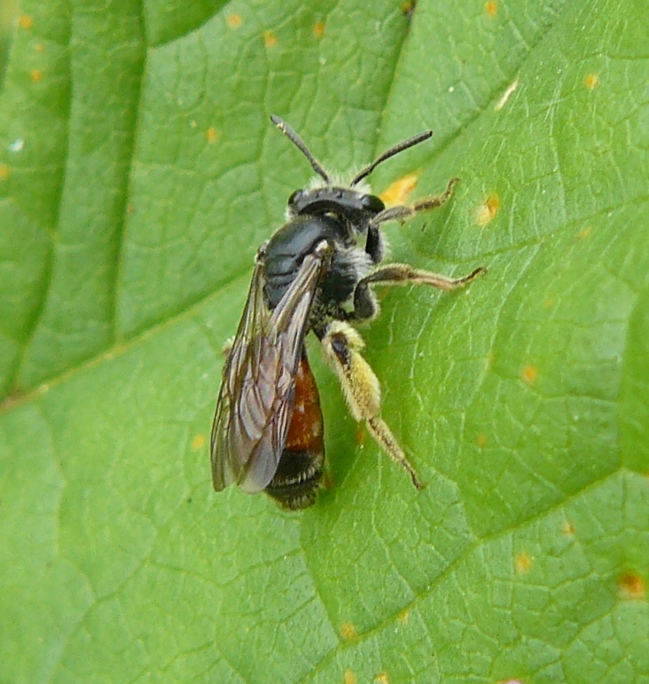 Andrena cfr hattorfiana - Milano