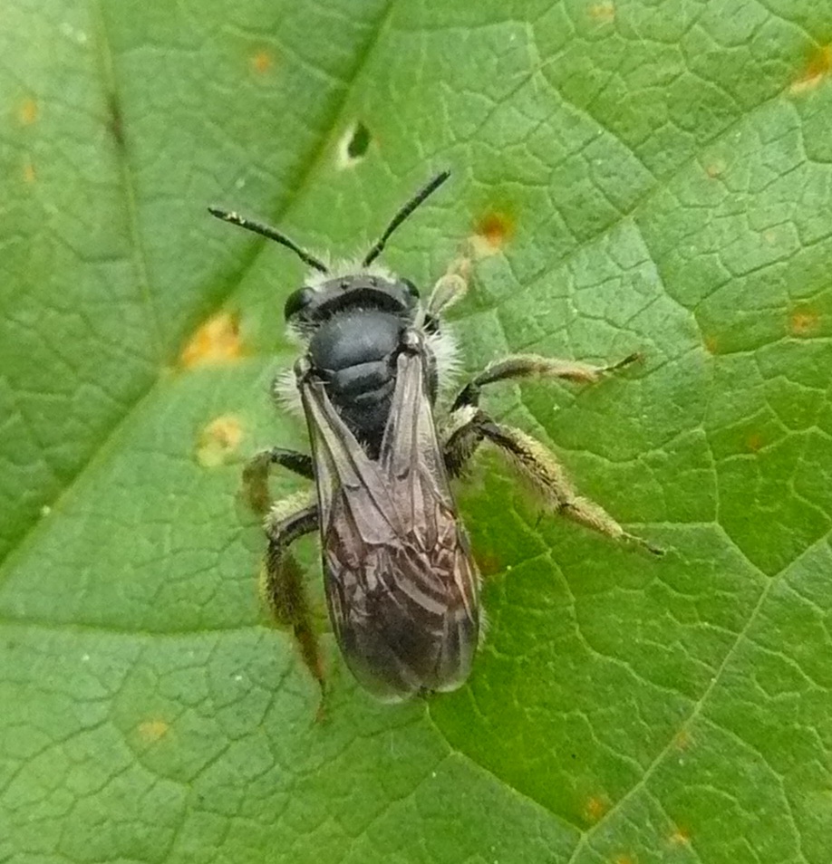 Andrena cfr hattorfiana - Milano