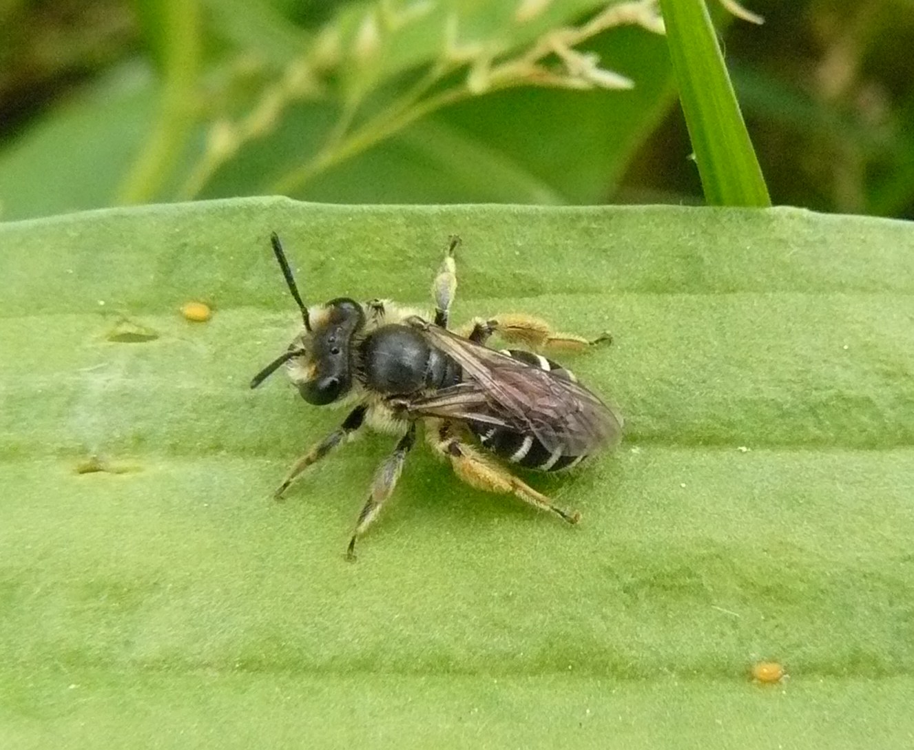Apidae Andreninae 1 - Milano