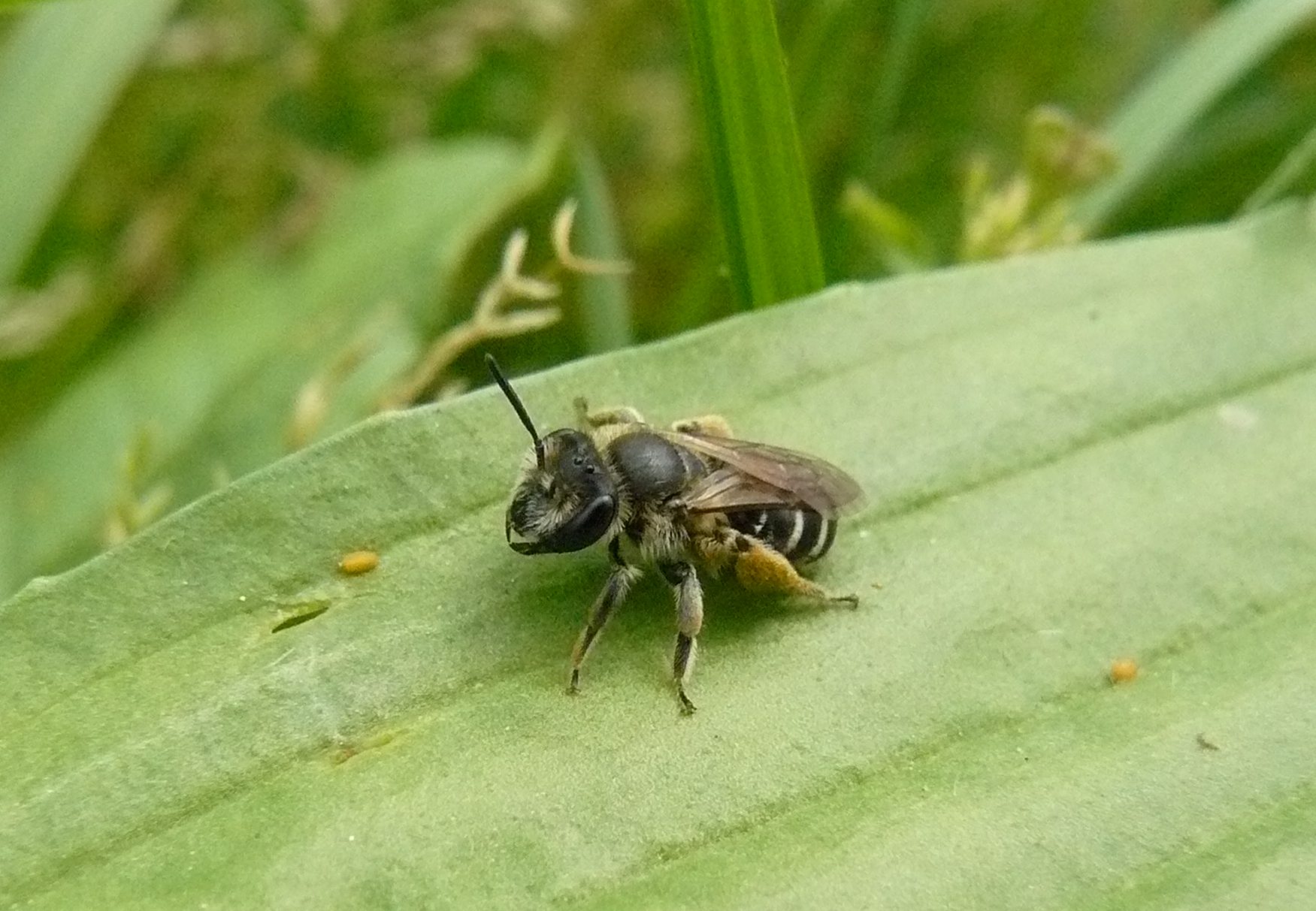 Apidae Andreninae 1 - Milano