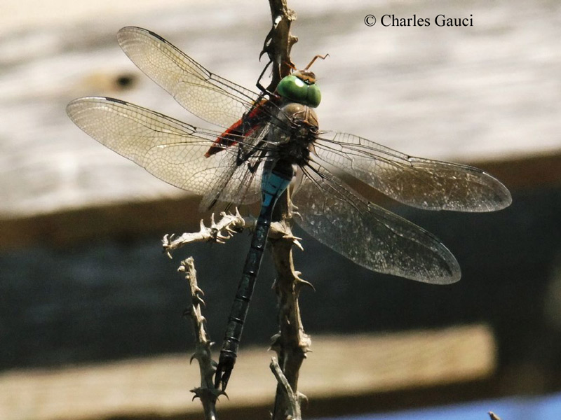 Scheda: Crocothemis erythraea