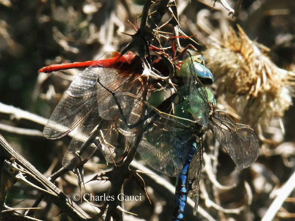 Scheda: Crocothemis erythraea