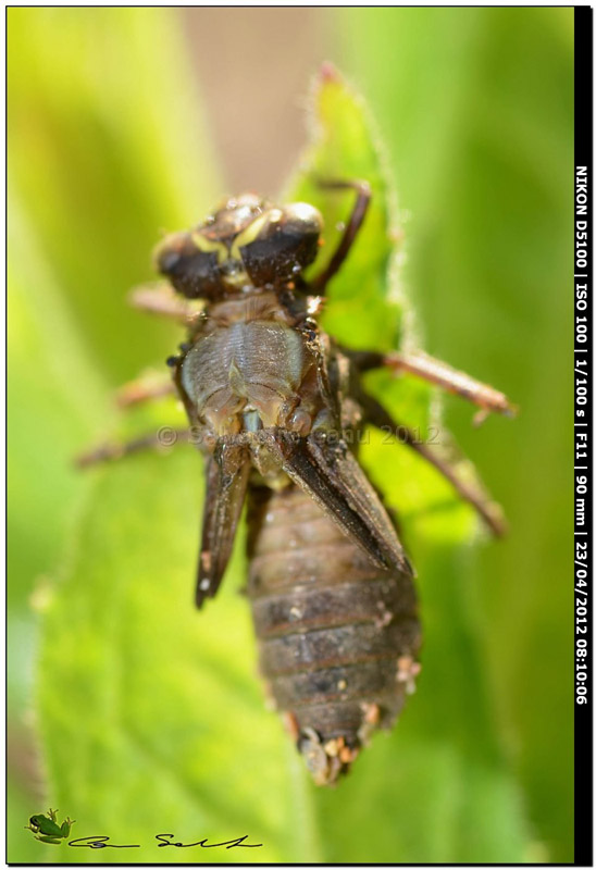 Scheda: Crocothemis erythraea