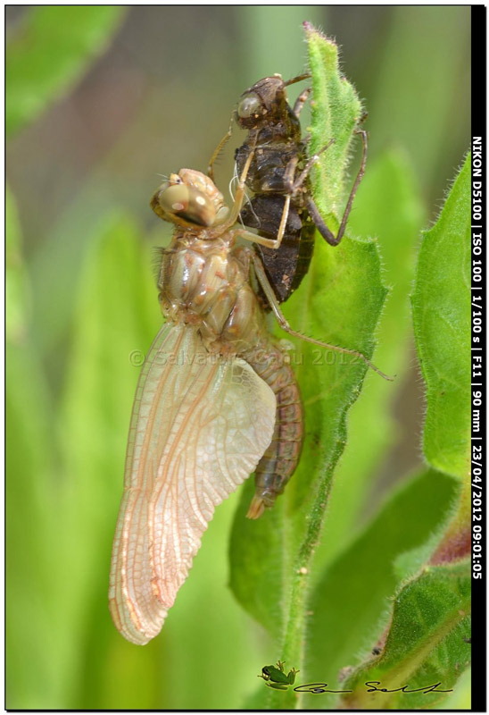 Scheda: Crocothemis erythraea