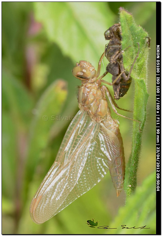 Scheda: Crocothemis erythraea